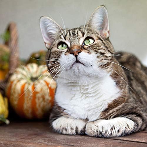 PET dodaci i prehrana LLC CAT Vitamini Imuni - imunološka podrška za mačke - Zdravi imunološki odgovor - Preporučuje se veterinar