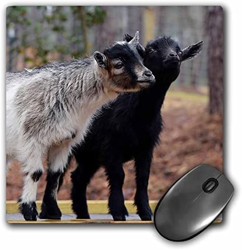 3Drose Fotografija dviju nejasnih dječjih koza koje poziraju za kameru. - jastučići za mišem